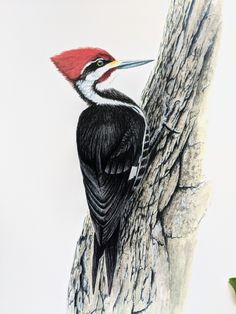 a drawing of a red headed woodpecker on a tree