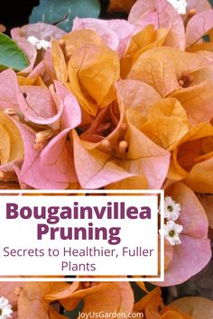 bougainvillea pruning secrets to healthier, fuller plants