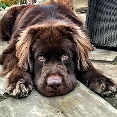 a large brown dog laying on top of a stone floor