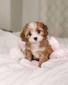 a small brown and white dog sitting on top of a bed covered in pink sheets