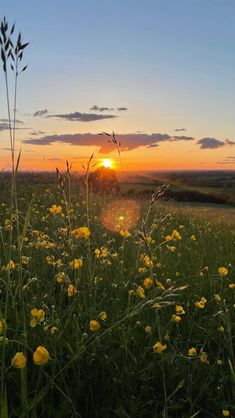 the sun is setting over a field full of wildflowers