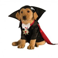 a dog dressed up in a costume with a star on it's collar and hat