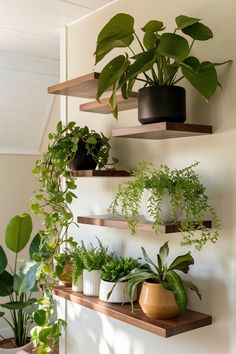 several potted plants on wooden shelves in a room