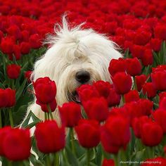 a white dog is sitting in the middle of red tulips with its mouth open