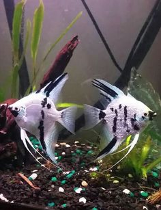 two black and white fish in an aquarium