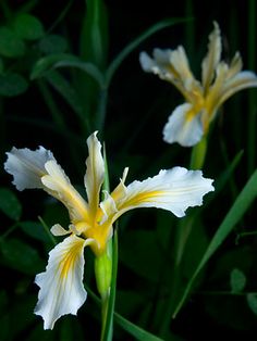 two white and yellow flowers with green stems