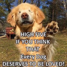 a dog with its paws up in the air, saying high five if you think that every dog deserves to be loved