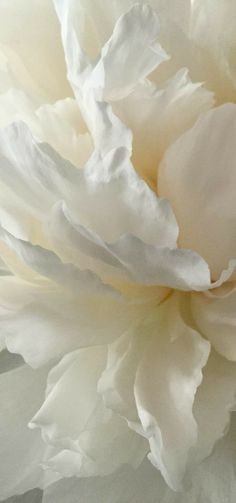 a large white flower sitting on top of a table