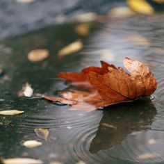 a leaf floating on top of a body of water