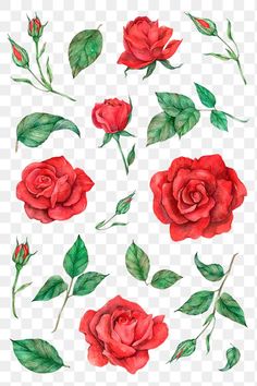 red roses with green leaves on transparent background