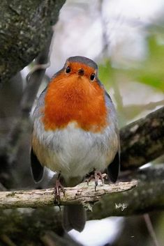 a small bird perched on top of a tree branch