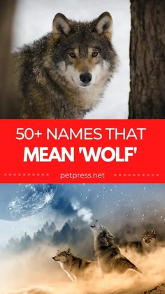 the cover of 50 names that mean wolf