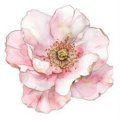 a pink flower on a white background with watercolors in the bottom right corner