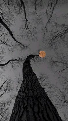 looking up at the top of a tall tree