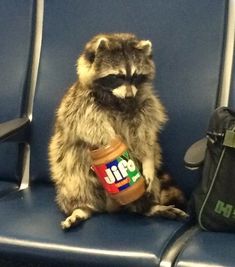 a raccoon sitting on a chair with a jar of peanut butter in it's mouth