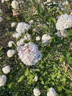 white flowers are blooming in the garden