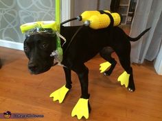 a black dog wearing scuba gear and goggles on its head, standing in front of a door