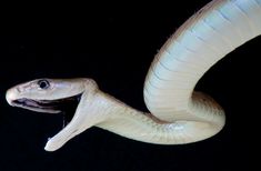 a large white snake with its mouth open