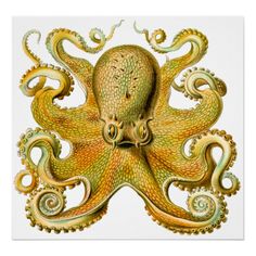 an octopus in red and white is featured on the wall above it's head