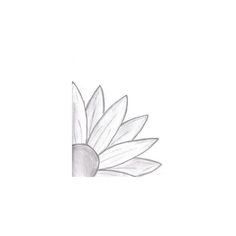 a pencil drawing of a flower with petals