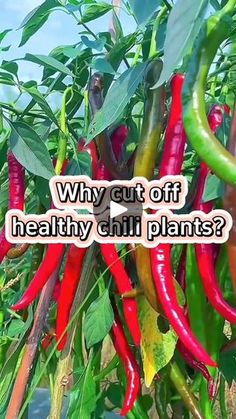 591K views · 12K reactions | #garden#gardening#gardeningtips #planting#planttips#agriculture#farm#pepper#chillin #chillipepper | Gardnesmania Garden Farming, Healthy Chili, Planting Tips, Vegetable Garden Diy, Agriculture Farming, Chilli Pepper, Plants Garden, Gardening Advice, Propagating Plants