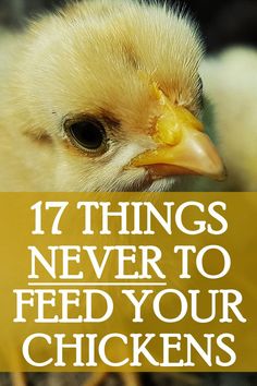 a close up of a chicken with the words 17 things never to feed your chickens