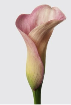 a pink flower with yellow stamens in the center on a white background,