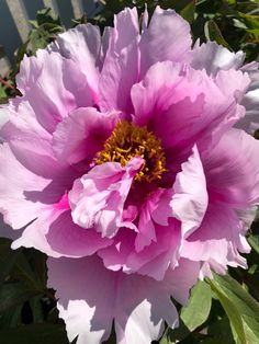 a large pink flower is blooming in the sun on a sunny day with green leaves