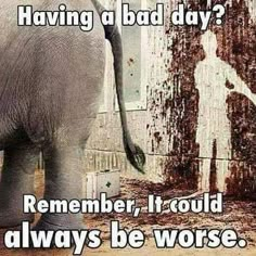 an elephant standing in front of a wall with the words and you thought your job was bad