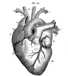 the human heart is shown in black and white