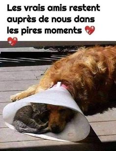 a dog laying on top of a wooden floor next to a cat in a cone