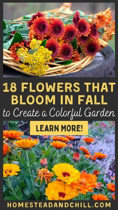 flowers that bloom in fall to create a colorful garden learn how to grow them here