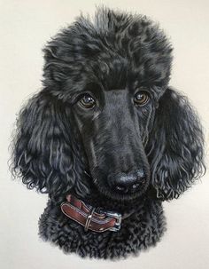 a drawing of a poodle in black and white with brown leather collar, looking at the camera