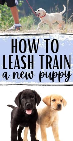 How to Leash Train A New Puppy Tricks To Teach Your Puppy, Potty Training Puppies, Training Puppies, Train Your Puppy, Puppy Time, Reactive Dog, Cairn Terriers, Leash Training