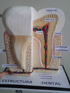 Maqueta de la estructura dental y sus partes Human Body Projects, Dental Aesthetics