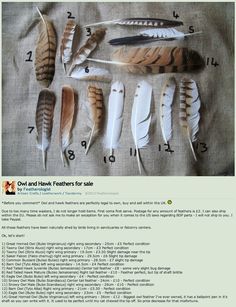 an image of different types of feathers for sale