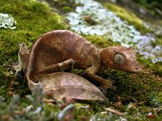 a small toy chamelon sitting on top of green mossy ground next to leaves