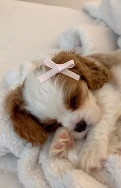 a small brown and white dog laying on top of a bed next to a blanket