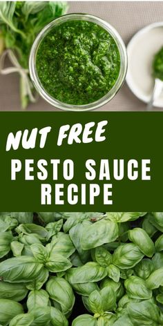 pesto sauce in a glass jar with basil leaves around it and the words, nut free pesto sauce recipe