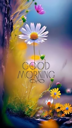 the words good morning are surrounded by daisies and other wildflowers in front of a blurred background