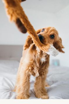 a brown dog standing on top of a bed holding a stuffed animal in it's mouth