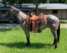 a horse standing in the grass with its saddle on it's back and bridle