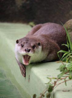 an otter is yawning while sitting on a ledge