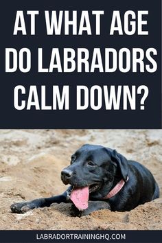 a black dog laying in the sand with its tongue out and text that reads, at what age do labradors calm down?