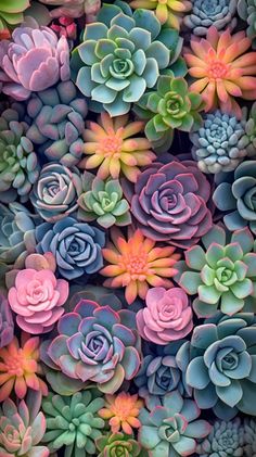 many different colored succulents are arranged together