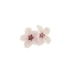 three white flowers are in the air on a white background