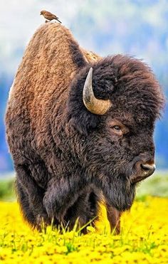 a bison standing in the grass with a bird on its back