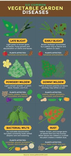 an info sheet describing the different types of vegetables