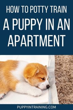 a puppy sleeping on top of a rug with the title how to potty train a puppy in an apartment