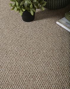 a potted plant sitting on top of a carpet